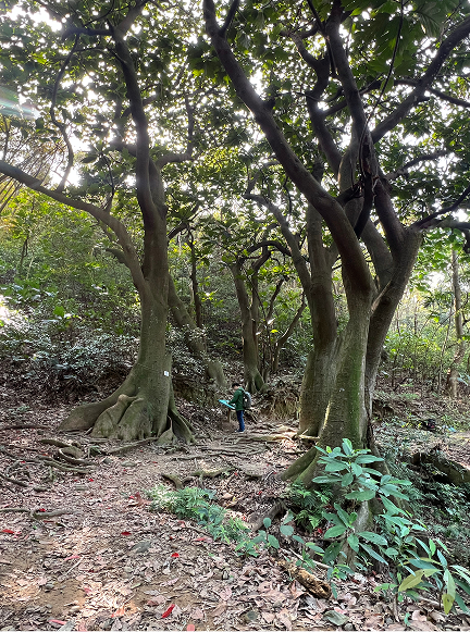 採集點1 麵包樹區